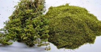 Ριγανέλαιο - Origanum oil 10 ml