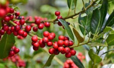 Λάδι ρούσκο - Ruscus oil 100 ml