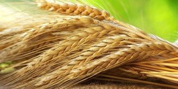 Σιτέλαιο - Wheatgrass oil 100 ml