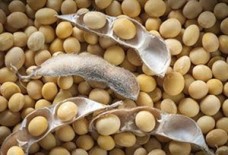 Λάδι σόγιας - Soyabean oil 100 ml