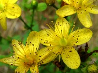 Σπαθόλαδο - St John's wort oil 100 ml Σπαθόλαδο - St John's wort oil 100 ml