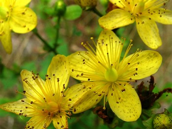Σπαθόλαδο - St John's wort oil 100 ml