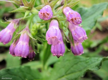 Λάδι σύμφυτου - Symphytum officinalis oil 100 ml