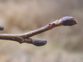 Alnus incana MG (σκλήθρο γκρίζο) 50 ml