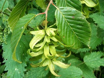 Carpinus betulus (καρπίνος) 50 ml