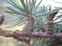 Cedrus libani (κέδρος του Λίβανου) 50 ml