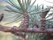 Cedrus libani (κέδρος του Λίβανου) 50 ml