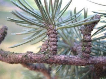 Cedrus libani (κέδρος του Λίβανου) 50 ml