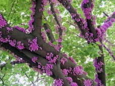 Cercis siliquastrum ( Το δέντρο του Ιούδα) 50 ml Cercis siliquastrum ( Το δέντρο του Ιούδα) 50 ml