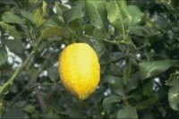 Citrus limonum (λεμονιά) 50 ml