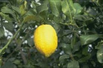 Citrus limonum (λεμονιά) 50 ml