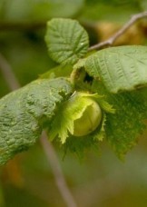 Corylus Avellana (φουντουκιά) 50 ml Corylus Avellana (φουντουκιά) 50 ml