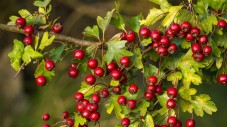 Crataegus oxyacantha (κράταιγος) 50 ml Crataegus oxyacantha (κράταιγος) 50 ml