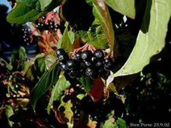 Cornus sanguinea (αγριοκρανιά) 50 ml