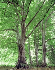 Fagus sylvatica (οξιά) 50 ml Fagus sylvatica (οξιά) 50 ml