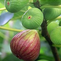 Ficus carica (συκιά) 50 ml