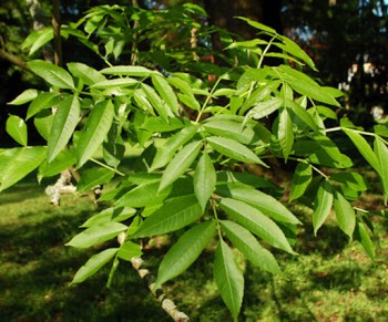 Fraxinus excelsior (φράξινος) 50 ml