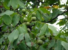 Juglans regia (καρυδιά) 50 ml Juglans regia (καρυδιά) 50 ml