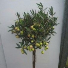 Olea europea (Ελιά) 50 ml Olea europea (Ελιά) 50 ml
