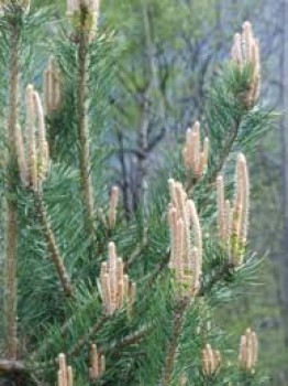 Pinus montana (πεύκο) 50 ml