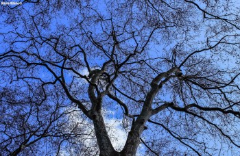 Platanus orientalis (πλάτανος) 50 ml