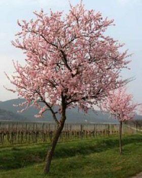 Prunus amygdalus (αμυγδαλιά) 50 ml