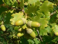 Quercus peduncolata (βελανιδιά) 50 ml