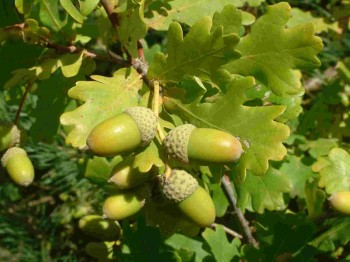 Quercus peduncolata (βελανιδιά) 50 ml