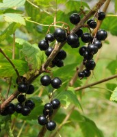 Ribes nigrum MG (φραγκοστάφυλο) 50 ml