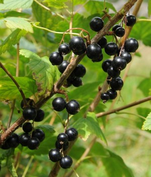 Ribes nigrum MG (φραγκοστάφυλο) 50 ml