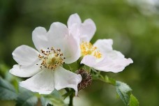 Rosa canina MG (αγριοτριανταφυλλιά) 50 ml