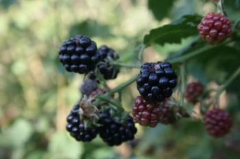 Rubus fructicosus MG (βάτος) 50 ml