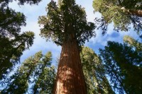 Sequoia gigantea MG (σεκόγια) 50 ml