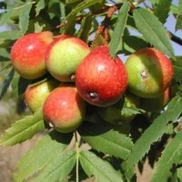 Sorbus domestica (σουρβιά) 50 ml