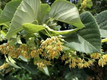 Tilia tomentosa (φλαμουριά) MG 50 ml
