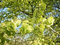 Ulmus campestris MG (φτελιά) 50 ml