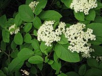 Viburnum lantana (βιμπούρνο) 50 ml Viburnum lantana (βιμπούρνο) 50 ml