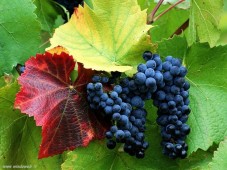 Vitis vinifera (άμπελος) 50 ml