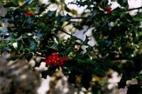 Ilex aquifolium (ίλεξ ο οξύφυλλος) 50 ml