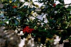 Ilex aquifolium (ίλεξ ο οξύφυλλος) 50 ml Ilex aquifolium (ίλεξ ο οξύφυλλος) 50 ml