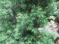 Juniperus communis ginepro (άρκευθος) 50 ml