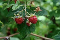 Rubus idaeus MG (lampone) (λαμπόνε, σμέουρο) 50 ml