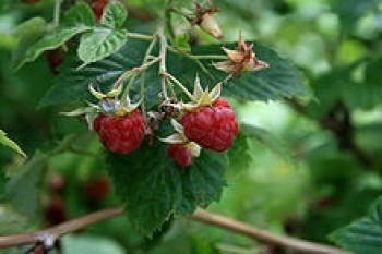 Rubus idaeus MG (lampone) (λαμπόνε, σμέουρο) 50 ml