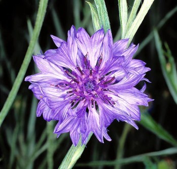 Βάμμα κενταύριο-ερυθραία (Erythraea-centaurium) 50 ml