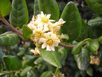 Βάμμα μπόλντο (Boldo fragrans) 50 ml