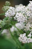 Βάμμα αχιλλέας (Achillea millefolium) 50 ml
