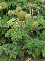 Βάμμα αγγελικής (Angelica archangelica) 50 ml