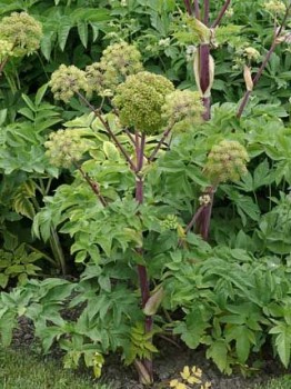 Βάμμα αγγελικής (Angelica archangelica) 50 ml