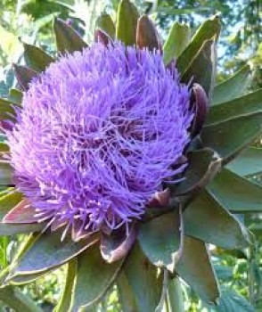 Βάμμα αγκινάρας (Cynara scolymus) 50 ml Βάμμα αγκινάρας (Cynara scolymus) 50 ml