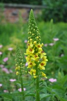 Βάμμα αγριμόνιου (Agrimonia eupatoria) 50 ml